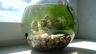 طرح جزیزه ای خانگی زالو |صنعت زالو ایران