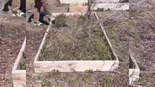 شخم زنی باغچه - کشاورز صنعت