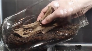 ساخت آکواریوم تراریوم _ اوپن شیشه ای تراریوم