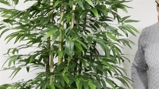 خرید درختچه مصنوعی  بامبو خیزران 2.2 متری | فروشگاه ملی