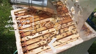 آموزش زنبورداری و تولید عسل طبیعی بدون ناخالصی
