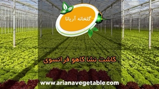 کاشت کاهو نشا فرانسوی