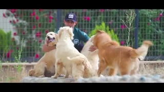 نمونه کار پت شاپ