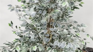 خرید درختچه مصنوعی بنجامین ابلق 2.2 متری | فروشگاه ملی