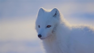 در بالای قطب شمال - مستند