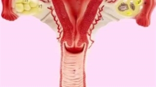 دکتر مژگان سادات دادگر ارتودنسی
