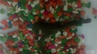 جفت گیری زالو ها|صنعت زالو ایران