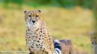 گاو پیر مادر پلنگ درنده