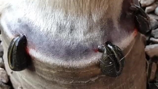 زالو درمانی در دامپزشکی |صنعت زالو ایران