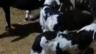 دامداری مرتضی غیاثوند در ملایر