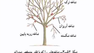 هرس زمستان در اواخر زمستان تا اوایل بهار
