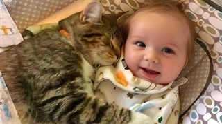 ملاقات گربه ها با نوزادان برای اولین بار