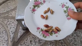 آموزش نحوه کاشت پسته در منزل