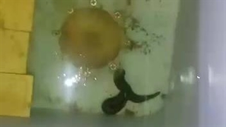 کانی بالیسم (همنوع خواری) زالو ها در فارم |صنعت زالو ایران