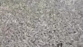 فاجعه در لرستان: کشتار میلیونی ماهی‌های دورود، اسفندیار خدایی