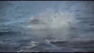 The Great White Shark.avi