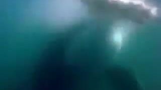 Orca attack on Great White.flv