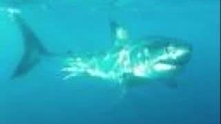 monster dragon shark