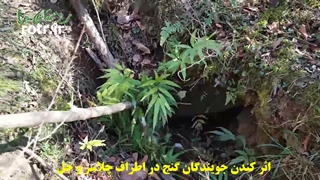 جویندگان گنچ