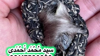 دعانویسی و طلسمات