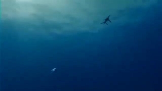 Sea monsters megalodon