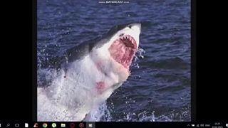 the megalodon shark biggest found