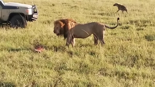 نره‌شیری در مصاف بیست کفتار