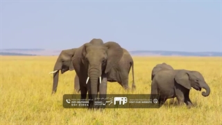 سفری جذاب به طبیعت وحشی کنیا