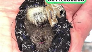 فروش دعای مهره مار