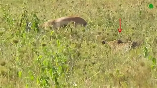 استراتژی شکار در پلنگ