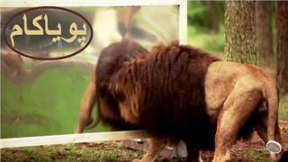حیوانات در برابر آینه!
