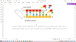 همانندسازی نیمه حفاظتی | آزمایش‌ مزلسون-استال