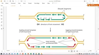 چنگال همانندسازی نامتقارن | سنتز قطعات اوکازاکی