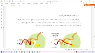 همانندسازی | Proofreading و اگزونوکلئازی