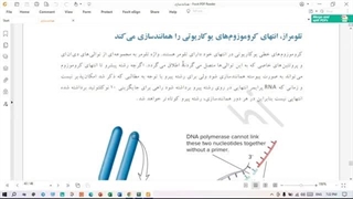همانندسازی انسان | تلومرها، تلومراز و سرطان