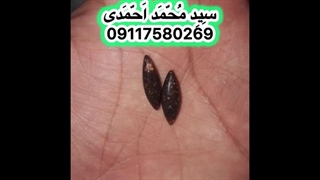 مهره مار ، خرمهره ، فرج کفتار ، عرج سواحل