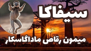 سیفاکامیمون رقاص  ماداگاسکار|حیوانات| میمون |مستندحیات وحش |رقص|پرش|آکروباتیک|آفریقا|طبیعت|محیط زیست