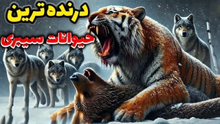 بزرگترین گربه جهان در بین حیات وحش روسیه - حیوانات سیبری