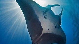 سفره ماهی غول پیکر در آب‌های جزیره کیش