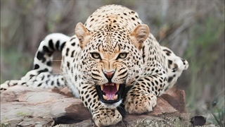 10 تا از نادرترین حیوانات جهان در حیات وحش ایران