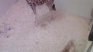 جانگ‌کوک تو یه قسمت خیلی معمولی ران‌بی‌تی‌اس