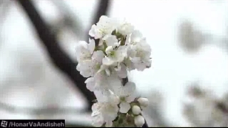 نوروز دل افروز، سرنا محسن کیهان نژاد، خواننده یسنا موسیقی تلفیقی ایران و افغانستان