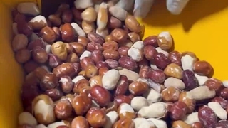 دستگاه آسیاب سنجد با هسته 09138900047