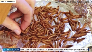 پرورش کرم میل ورم / مراحل پایانی خشک کردن کرم ها