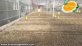 آماده سازی بستر کشت ریحان ایتالیایی