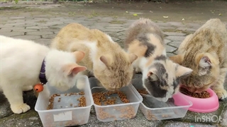 درمان کم اشتهایی گربه - چرا گربم غذا نمیخوره؟