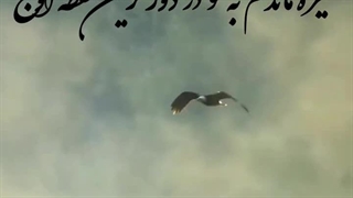 مقصد عاشق از محمد خوش بین-زخم صیاداگر بی پرو بالم کرده