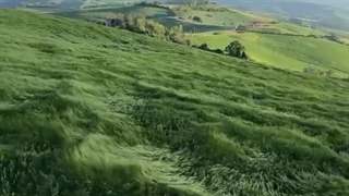 Meadow, cool breeze, sunshine and a cup of tea