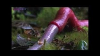 گونه زالوی غیر طبی گوشتخوار |صنعت زالو ایران