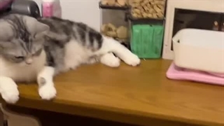 فکر کنم همشون سر یه موضوعی از دست کوچولوشون عصبانی بودن :خنده: